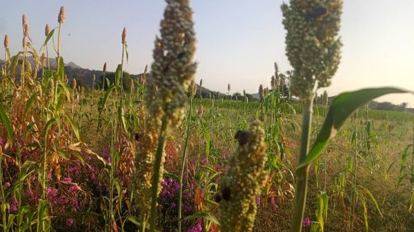 Tchad : au Guéra, malgré la saison pluvieuse, inquiétude des cultivateurs face aux attaques des insectes