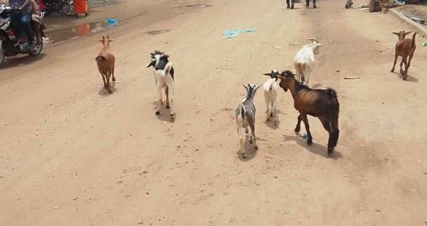 Tchad : à N’Djamena, des hommes en treillis se servent dans les troupeaux des pauvres à Ambata