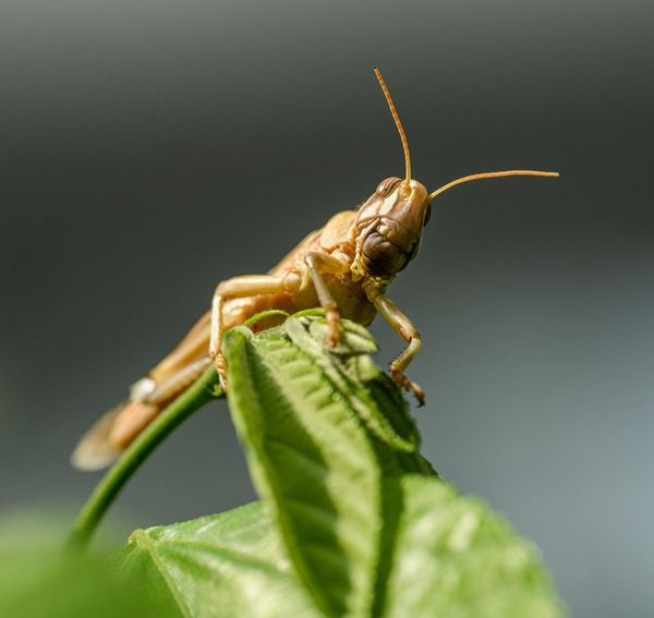 Tchad : à N’Djamena, le criquet devient la nouvelle star des soirées tchadiennes
