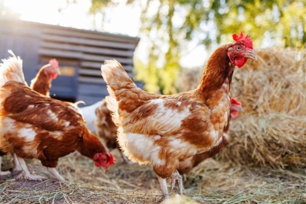 Bénin : la BAD investira 102 millions d’euros pour accroître la production nationale de viande de volailles