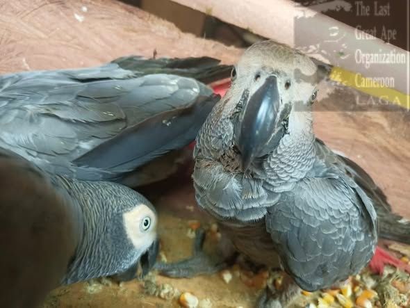 Cameroun : trois personnes, dont un Ghanéen, arrêtées pour trafic de perroquets à Bertoua