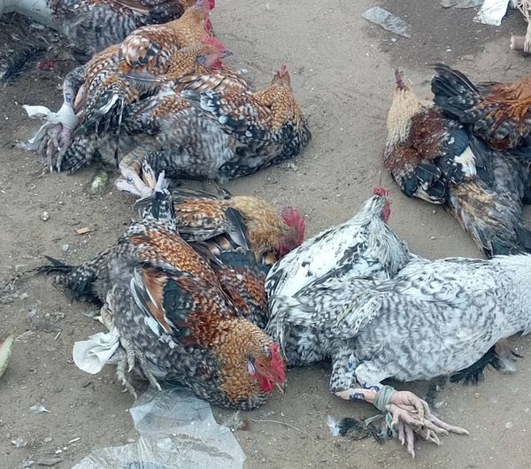 N’Djamena : Deux poulets pour 20 000 FCFA, le prix du sacrifice social