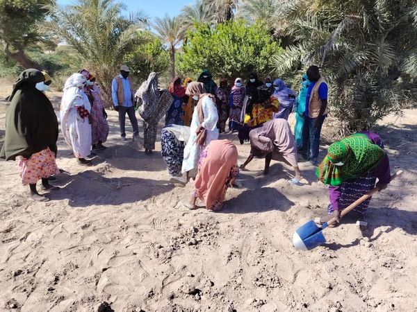 Kanem : Vers une autonomie maraîchère durable avec le P2-P2RS et l'ANADER