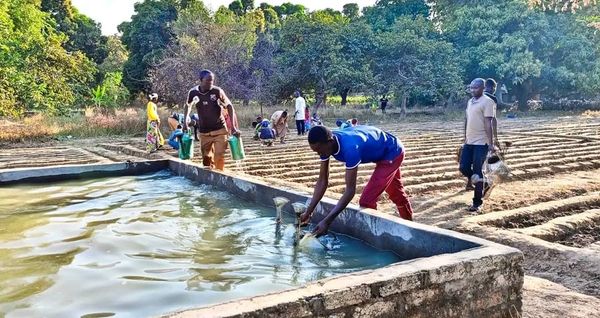 Moyen-Chari : Du savoir au faire, le projet RENFORT propulse les jeunes vers l'agrobusiness