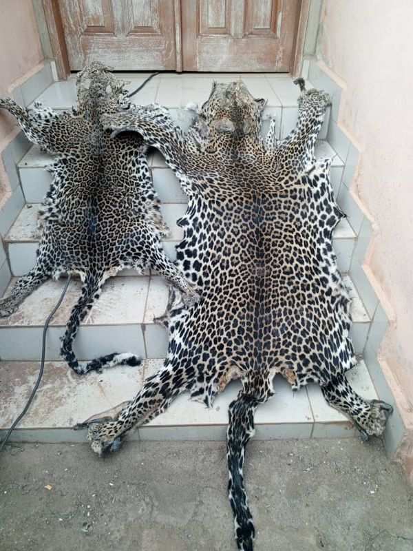 Cameroun : deux personnes, dont un policier, arrêtées en possession de peaux de panthère fraîches à Yaoundé