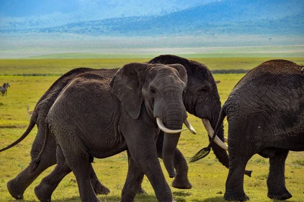 Tchad : incursions d’éléphants, le gouvernement lance une alerte dans plusieurs provinces