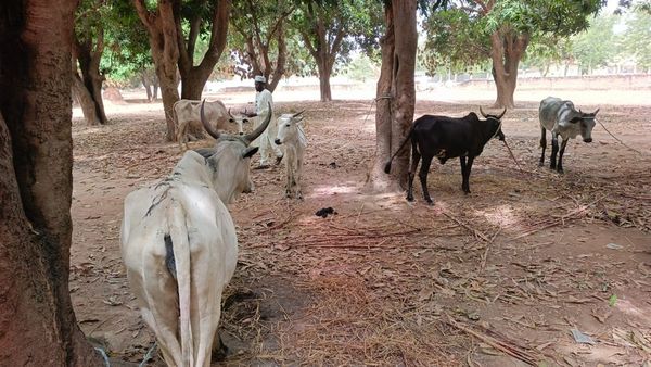 Tchad : deux suspects arrêtés pour vol de bœufs au Moyen-Chari