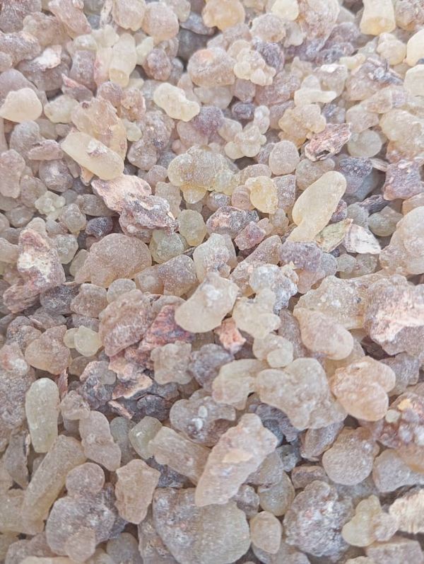 Tchad : les femmes, piliers de la filière gomme arabique