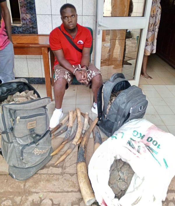 Arrestation d'un trafiquant de faune à Yaoundé : 8 défenses d'éléphants saisies