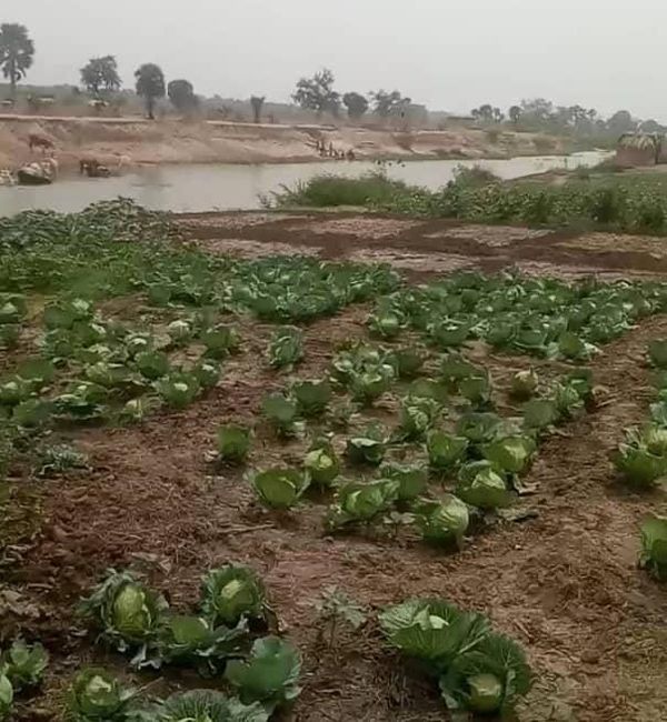 Tchad : à Mbagti 1, le potentiel agricole freiné par le manque de moyens