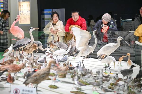 Coastal wetland conservation fuels eco-tourism boom in E China