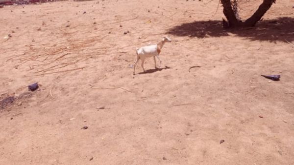 Mongo : les cimetières d'enfants, entre dépotoirs et lieux de loisirs