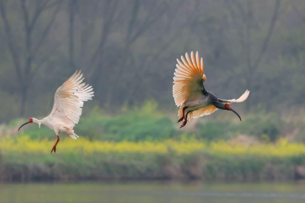 Dongzhai Reserve Celebrates Crested Ibis Conservation Success