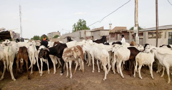 Tchad  : nouveaux tarifs dans les marchés de bétail de N'Djamena