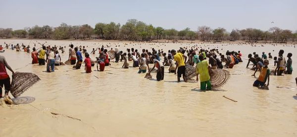 Tchad : l'ouverture de la pêche collective endeuillée par des attaques de crocodiles à Al-Ardep