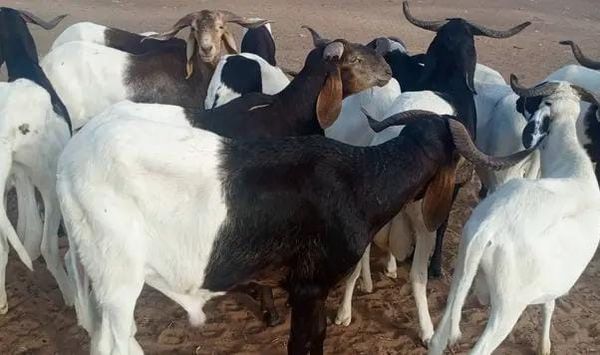 Tchad : crise du marché du bétail à l'approche de la Tabaski