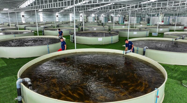 Aquaculture Thrives in Xinjiang's Desert, Boosting Local Economy