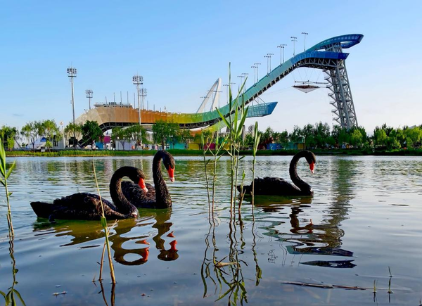 Beijing: A flourishing sanctuary for bird diversity