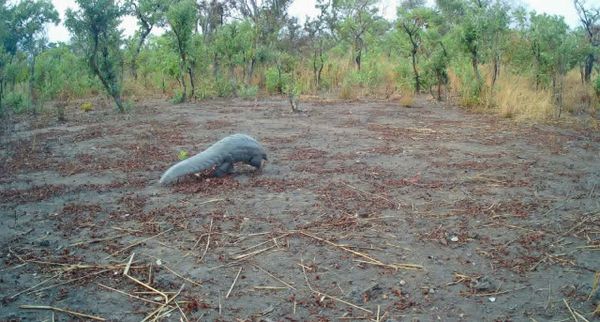 Biodiversité au Tchad :  un patrimoine en péril, un avenir à sauver