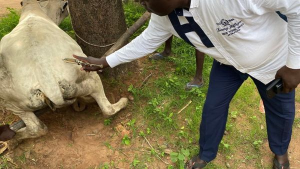 Tchad : au Moyen-Chari, une campagne de vaccination pour protéger le bétail
