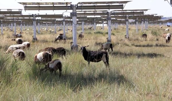 Ecological Harmony: Solar Park in Qinghai Transforms Desert into Pasture