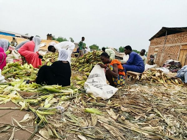 N'Djamena : le paradoxe du maïs abondant mais coûteux