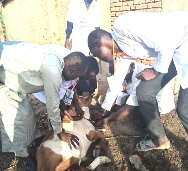 Tchad : à Abéché, le LAPSTET mobilise les jeunes pour la santé du cheptel