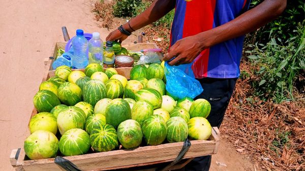 À N’Djamena, le juteux business des vendeurs ambulants de concombres