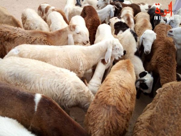 Fin de l'exportation du bétail sur pied dès 2028 : le pari de la transformation locale au Tchad