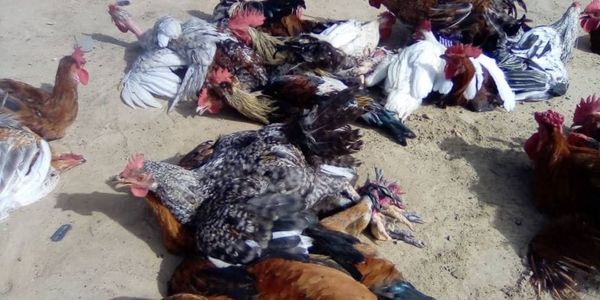 Tchad : à Ati, la flambée des prix de la volaille pèse sur les ménages et les commerçants