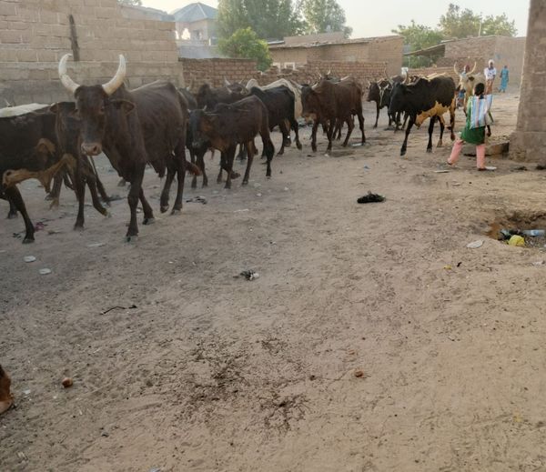 Tchad : au Mayo-Kebbi Ouest, 37 têtes de bœufs dérobées en pleine nuit à Vridjibao