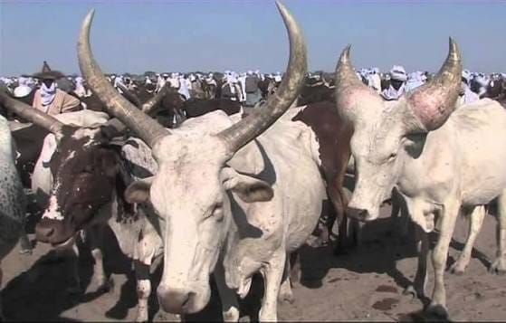 Tchad : agriculture et élevage soutiennent l’activité au premier trimestre 2026