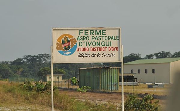 La Ferme Agro-Pastorale d’Ivongui : un Pilier de la Souveraineté alimentaire au Congo