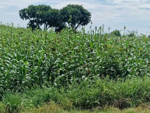 Tchad : 66 ans d’indépendance, pourquoi l’agriculture attend-elle encore la pluie ?