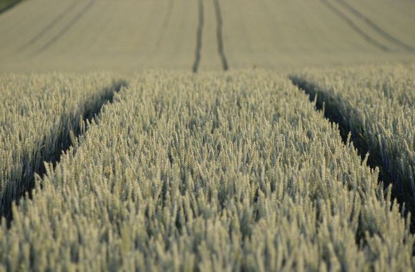 Irrigation et agro-industrie : ce que le Tchad peut apprendre du pari ougandais