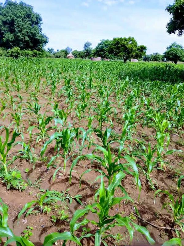 Tchad : l'aléa climatique menace les récoltes et ravive la crainte d'une flambée des prix