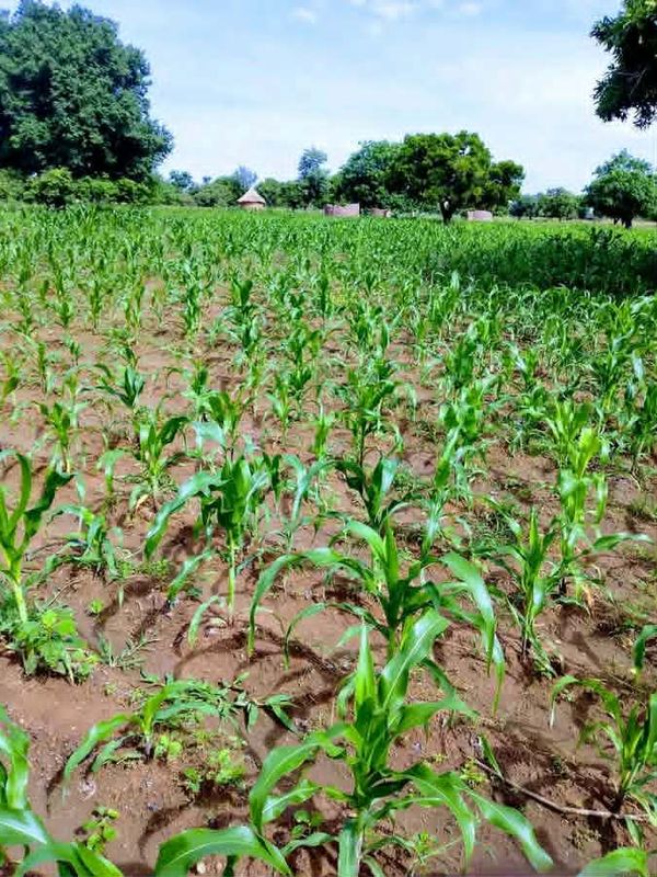 Tchad : l'irrégularité des pluies fait redouter une baisse des récoltes et une flambée des prix
