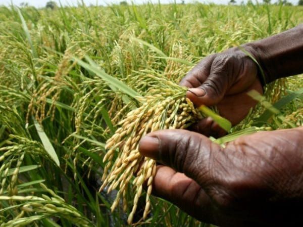 Tchad : souveraineté alimentaire, le défi du riz local face aux importations