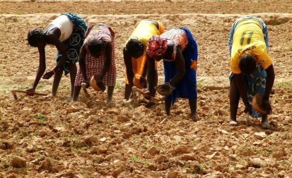 Engrais au Tchad : ces milliards qui pourraient dynamiser l’économie nationale