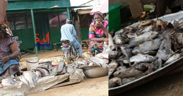 N'Djamena : la pénurie de poissons frais fait flamber les prix sur les marchés
