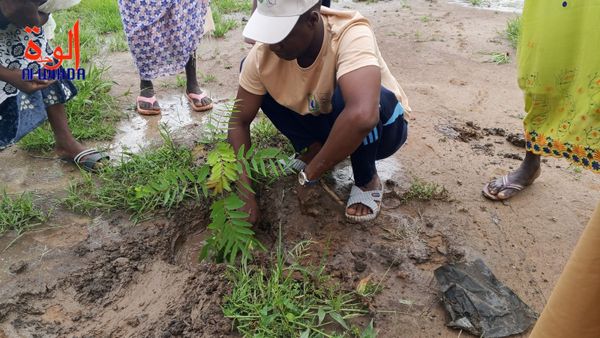Tchad : une séance de plantation d'arbres organisée par le PAEPA à Am-Timan