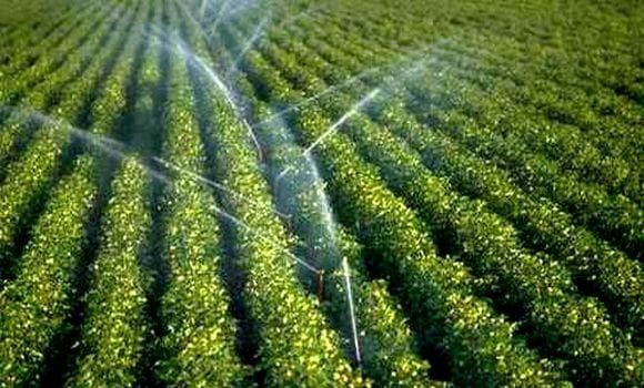 Tchad : face au déficit pluviométrique, l'irrigation s'impose comme l'arme absolue pour la souveraineté alimentaire