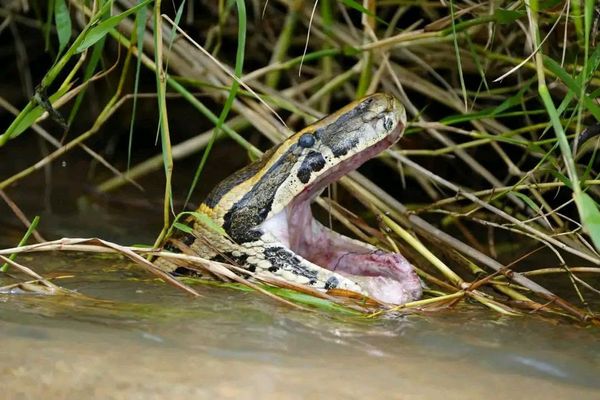 Tchad : le déplacement d'un python entraîne l'apparition de plusieurs reptiles à Mondo