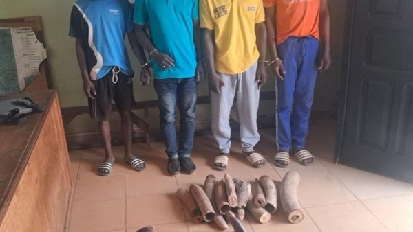 Trafic d'ivoire au Gabon : trois suspects écroués à Libreville