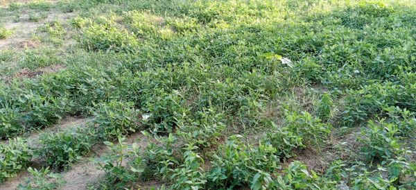 Tchad : dans la province du Guéra, la pluie apporte enfin le soulagement après l'angoisse