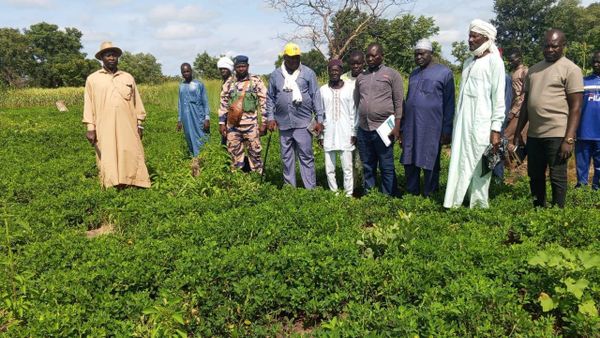 Tchad : le déficit pluviométrique menace la campagne agricole à Bohobé (Lac Iro)