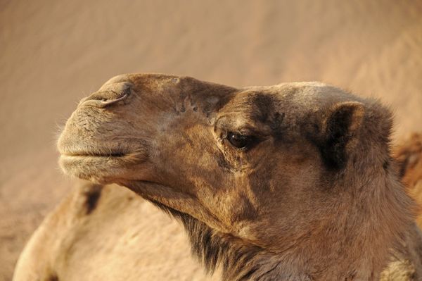 Tchad : au Dar Tama, le sultan fixe le prix du sang à 100 chameaux pour tout homicide