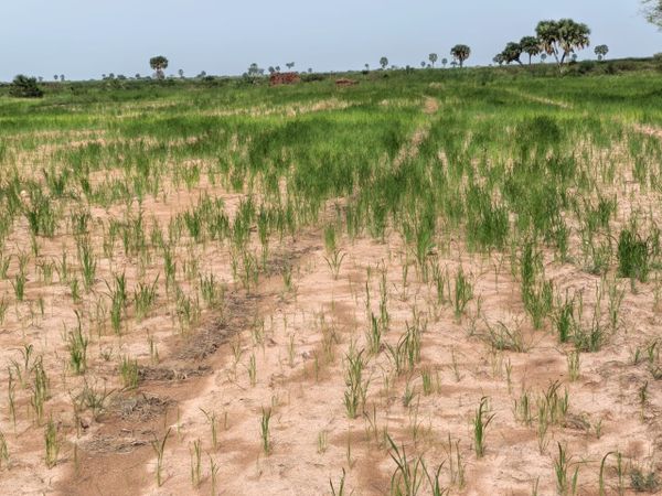 Tchad : la sécheresse menace la campagne rizicole dans la Tandjilé