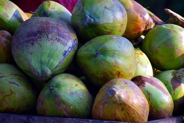 Congo : Loudima lance la première cargaison de Poria Cocos vers la Chine sous le régime du tarif zéro