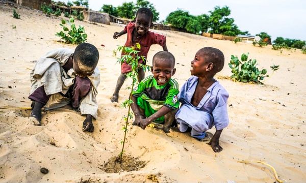 Tchad : face à l’avancée de la désertification, les pépiniéristes plaident pour un reboisement tout au long de l’année